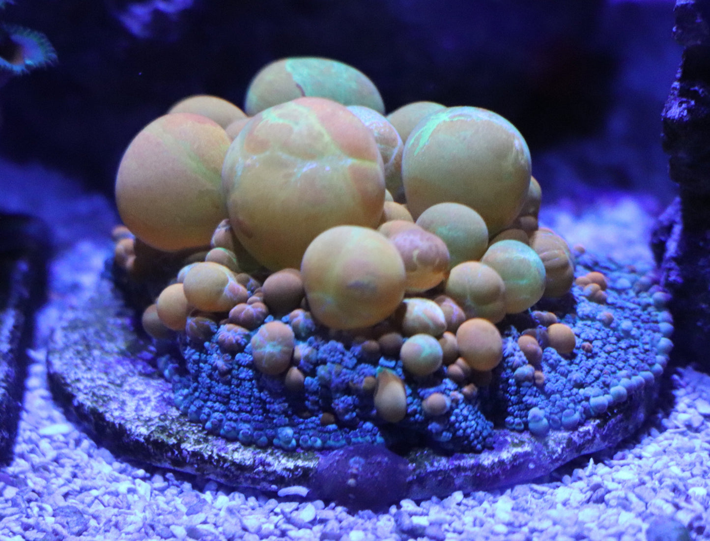 WWC OG Bounce mushroom