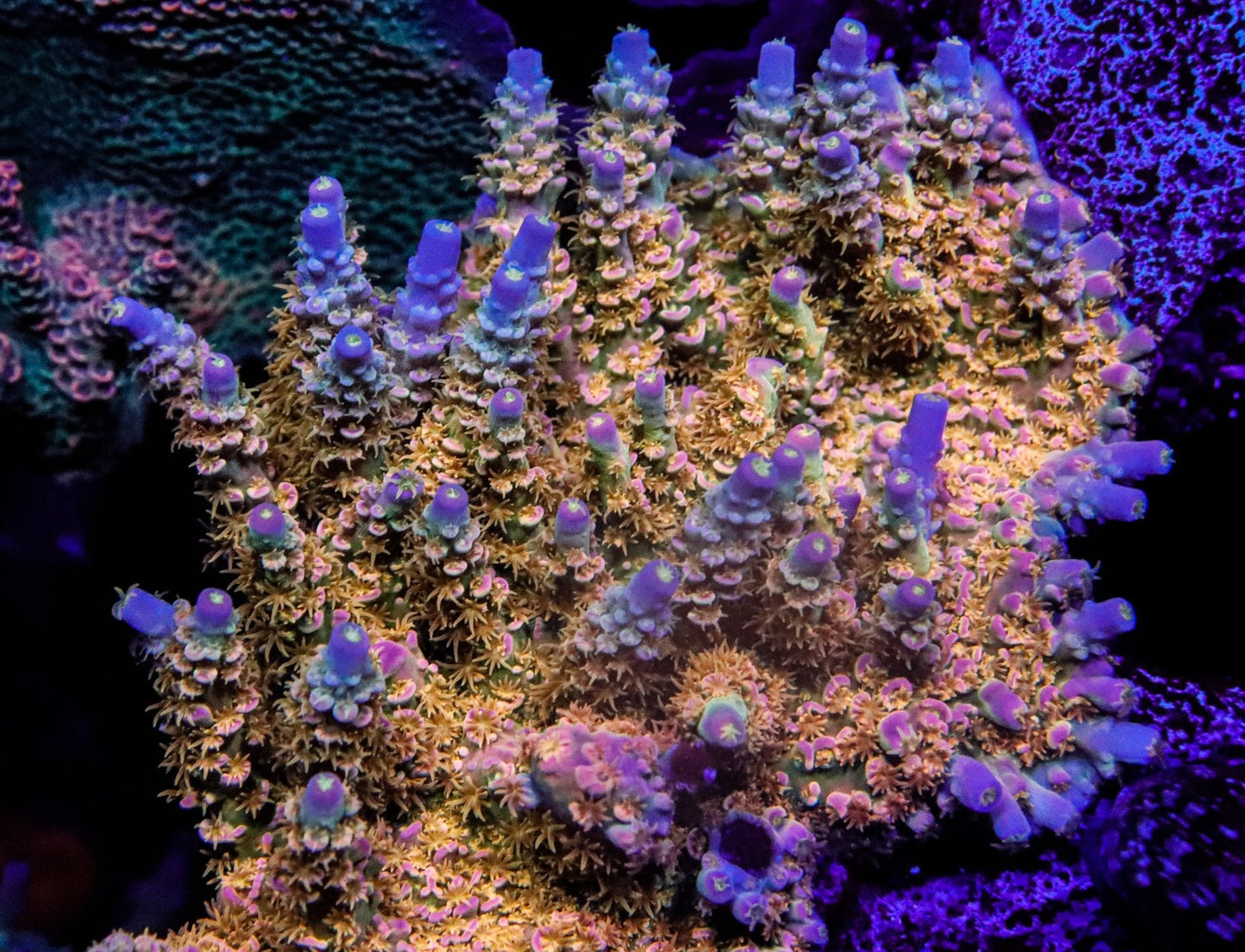 BigR Walt Disney Acro