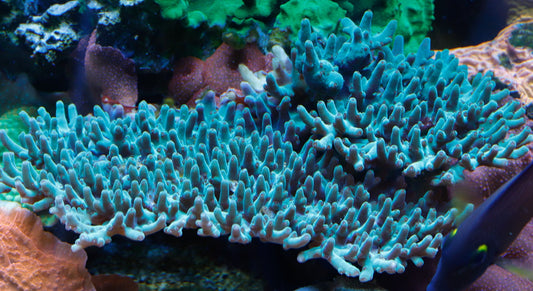 Battlecorals Jezebal Acropora