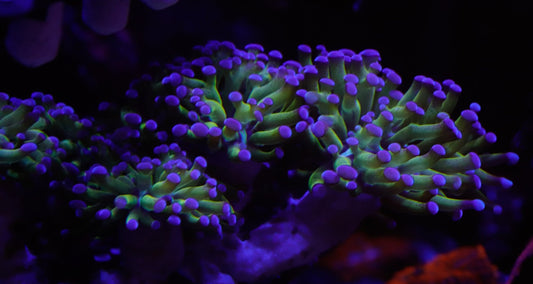 Blue Green Branching Frogspawn Coral