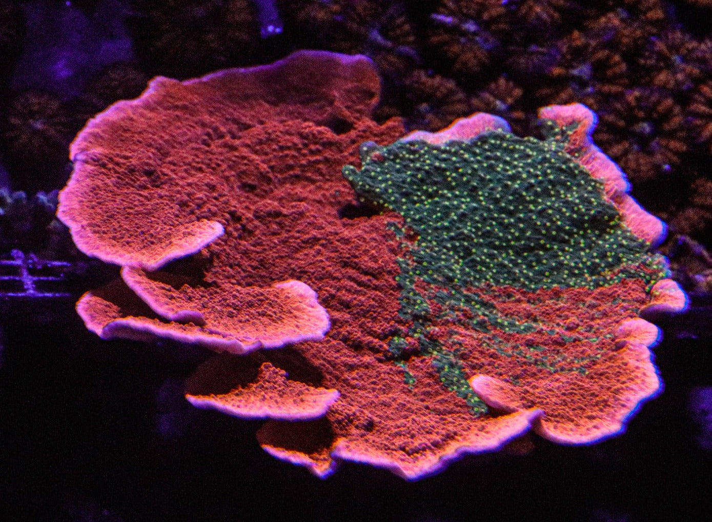 WWC SUNFIRE MONTI CAP