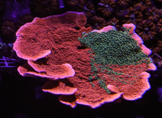 WWC SUNFIRE MONTI CAP