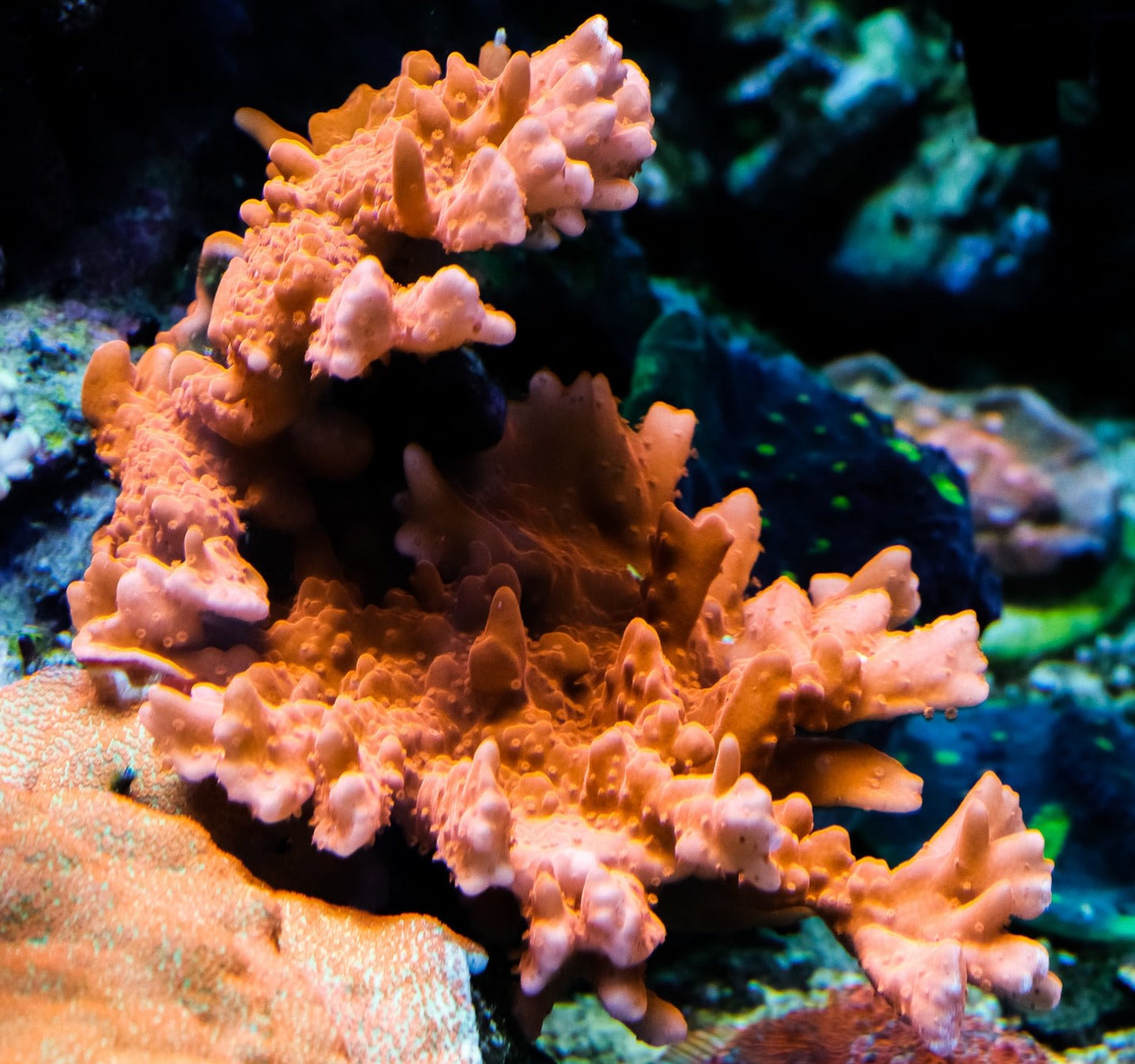 Orange Montipora Setosa