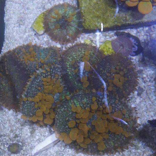 WWC Sunkist Bounce Mushroom