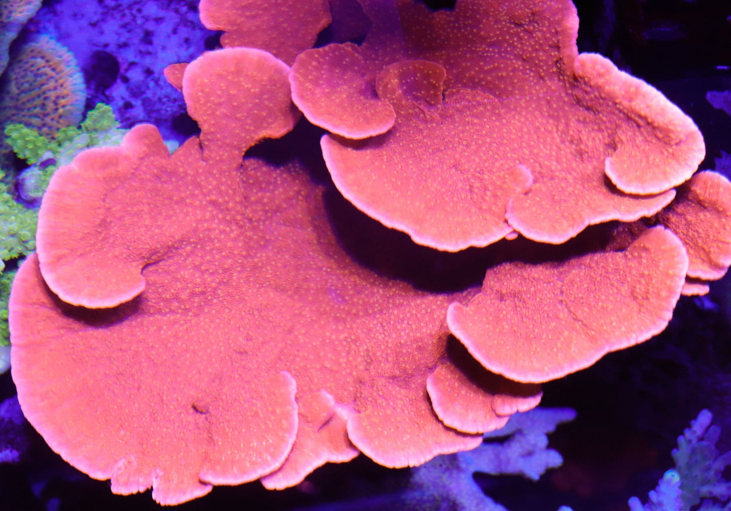 REEFTECH STARBURST MONTI