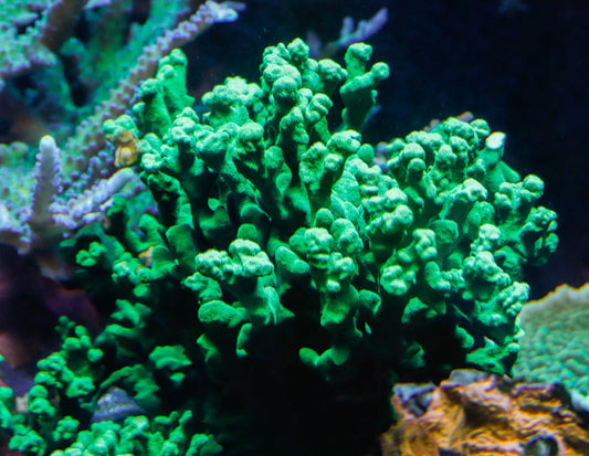 ORA Kelly Green Psammocora Coral